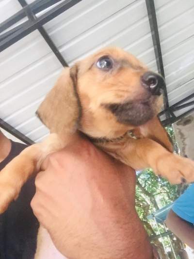 Teckel Miniature - Dogs on Aster Vender