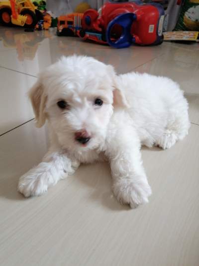 Chiot femelle Griffon à vendre - Dogs on Aster Vender