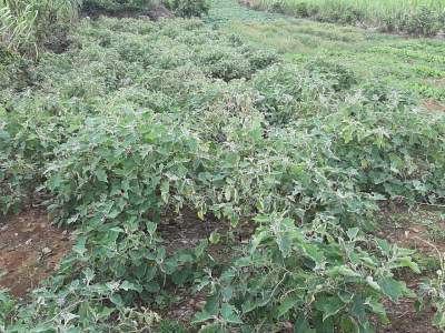 Residential land palma - Land on Aster Vender