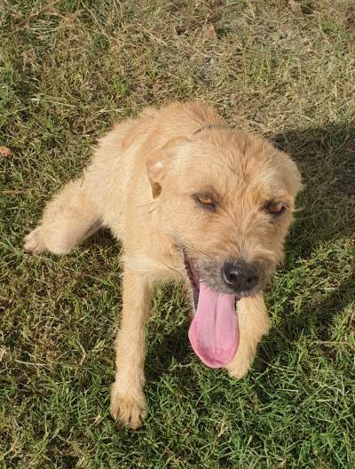 Dog to adpot - Dogs on Aster Vender