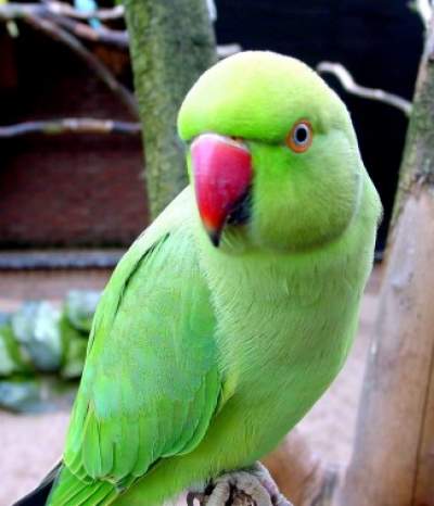 Indian parakeet Adult Female  - Birds on Aster Vender