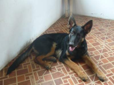 berger allemand - Dogs on Aster Vender