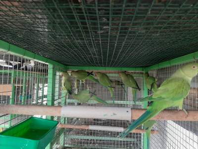 Cato vert - Birds