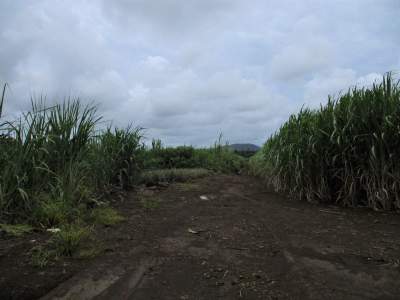 TERRAIN AGRICOLE - 32.2 PERCHES -CONSTANCE - Land on Aster Vender