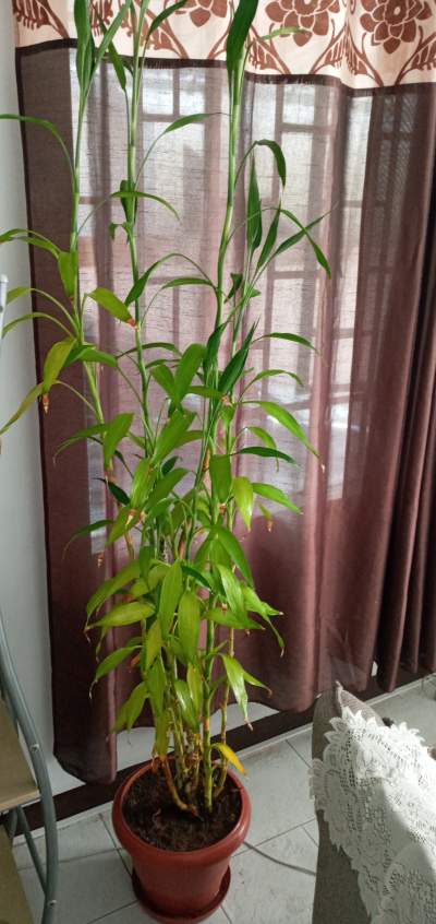 lucky bamboo 2M40 - Interior Decor on Aster Vender