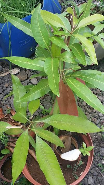 mango plants available - Garden Decorations on Aster Vender
