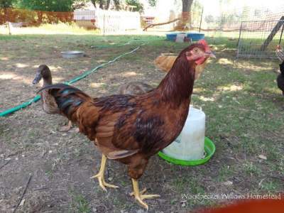 Cockerels/ Coquelets  - Birds on Aster Vender
