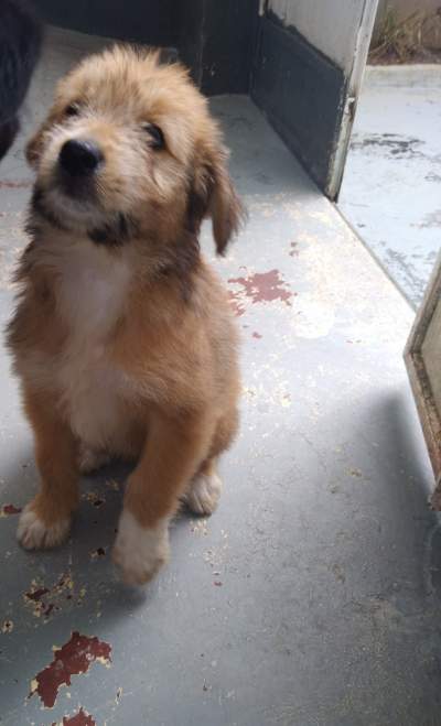 Puppy - Dogs on Aster Vender