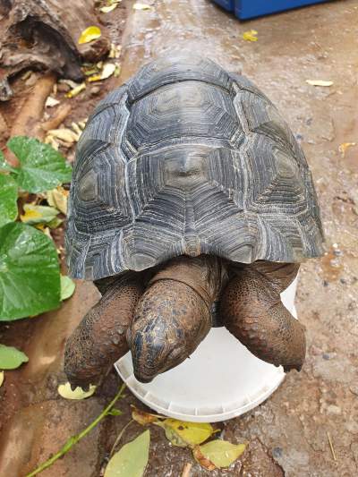Aldabra Tortoises  - Turtles on Aster Vender