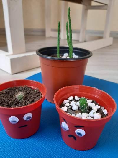 Cactus and Succulents - Plants and Trees