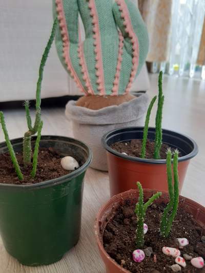 Cactus and succulents - Plants and Trees