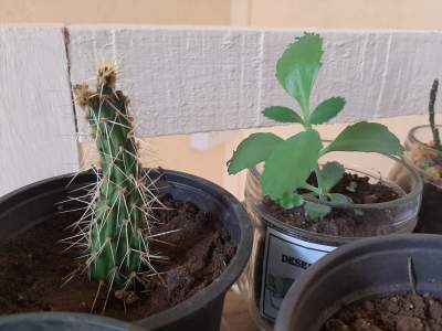 Cactus - Plants and Trees