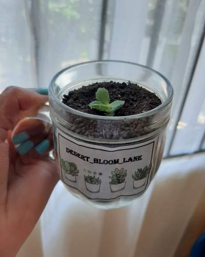 Kalanchoe Succulent - Plants and Trees