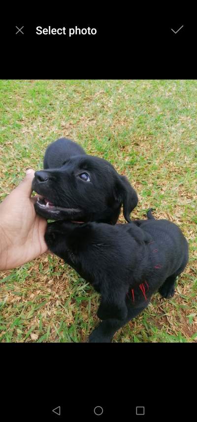 Dogs - Other Animals on Aster Vender