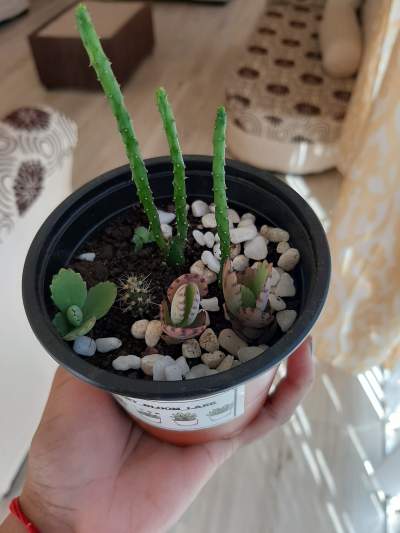 Cactus and succulent  - Plants and Trees