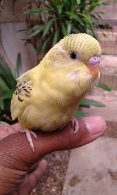 A vend Perruche Aprivoiser RS 650/ Last CALL: 58610146 - Birds on Aster Vender