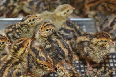 Japanese Quail Chicks  - Birds on Aster Vender