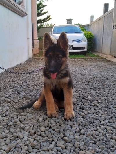 German shepherd sale - Dogs on Aster Vender