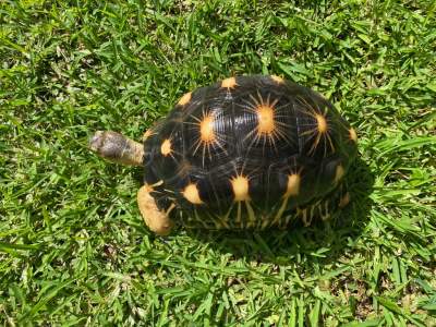 tortues - Turtles on Aster Vender