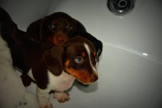 Purebred Teckel for sale - Dogs on Aster Vender