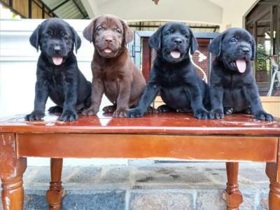 Labrador 6 weeks - Pure English Breed - Dogs on Aster Vender