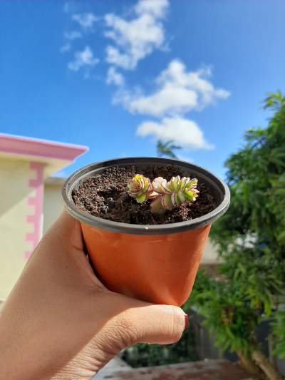 Stress succulent - Plants and Trees