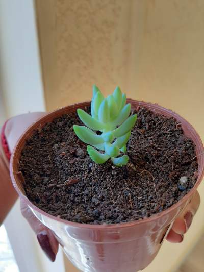 Donkey Tail succulent - Plants and Trees