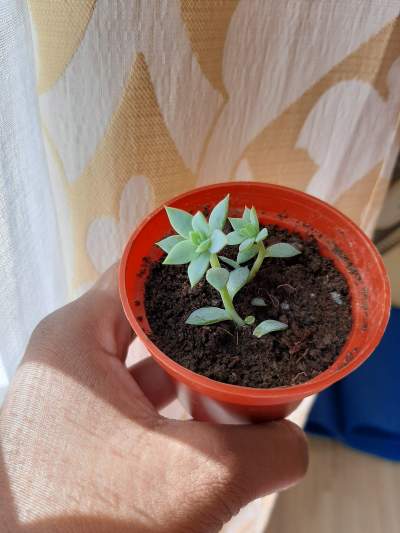 Rose succulent - Plants and Trees