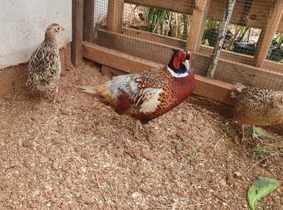Ring Necked Pheasant  - Birds on Aster Vender