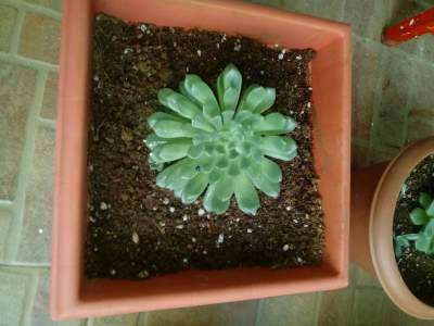 Succulent - Plants and Trees on Aster Vender