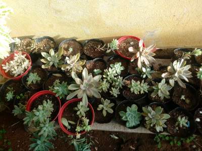 Succulent - Plants and Trees on Aster Vender