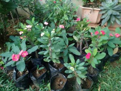 Plants - Plants and Trees on Aster Vender