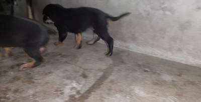 Chiots rottweiler - Dogs on Aster Vender