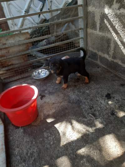 Chiot rottweiler - Dogs on Aster Vender