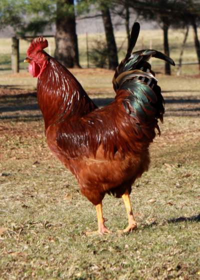 young adult (6 months old) roosters (cocks) on sale - Poultry on Aster Vender