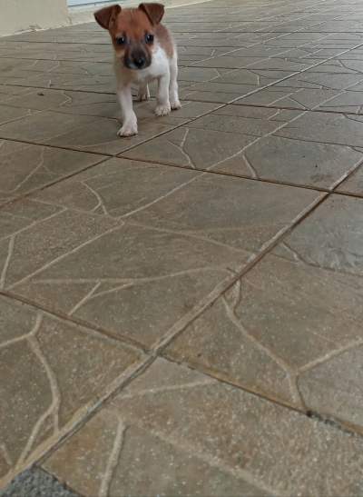 fox terrier - Dogs on Aster Vender