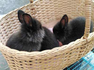Pure Breed Lionhead bunnies for sale - Rabbit on Aster Vender