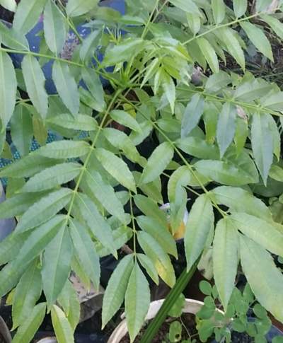 fruicytere DWARF - Plants and Trees