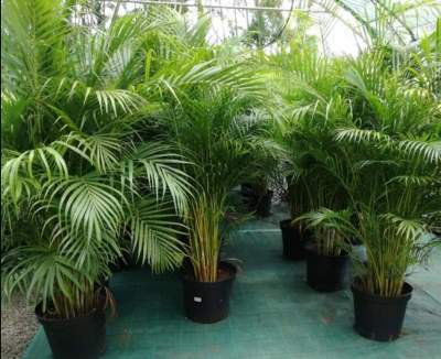 Palm mutipliant tree - Plants and Trees on Aster Vender