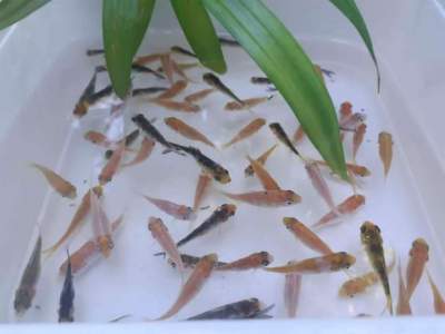 Koï fish -  Aquarium fish on Aster Vender