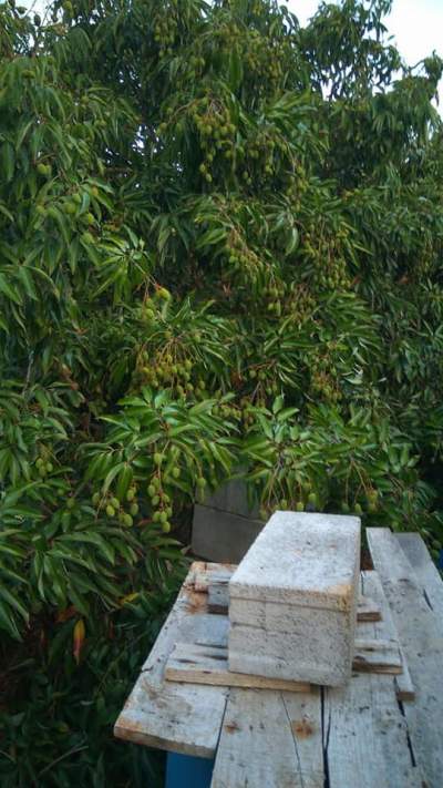 x100 Lychee/Litchi Plants for sale - Plants and Trees