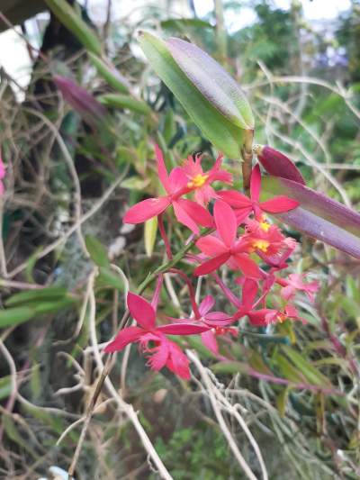 Orchidée petites fleurs rouge - Plants and Trees on Aster Vender