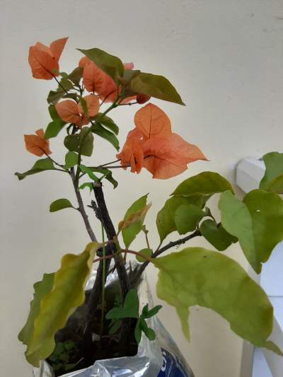 Bougainvillea peache colour  - Plants and Trees on Aster Vender