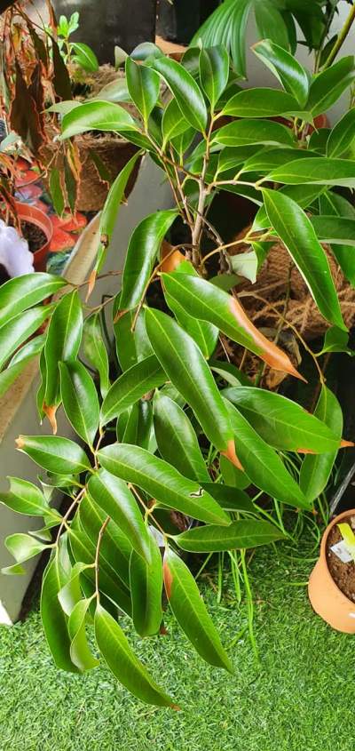 Letchi provin - Plants and Trees