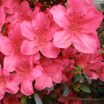 Azalea - Plants and Trees