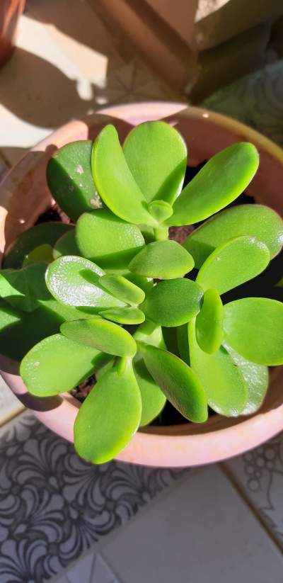 Jade plant - Plants and Trees on Aster Vender