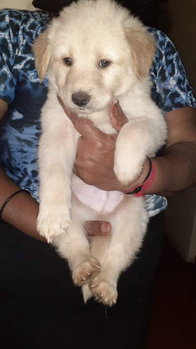 Puppies for sale - Dogs on Aster Vender