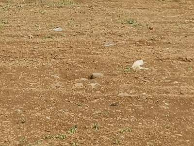 Terrain Agricole a Vendre a Petit Raffray - Land