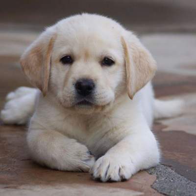 Labrador puppy for Sale - Dogs on Aster Vender