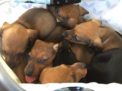 Puppy  - Dogs on Aster Vender